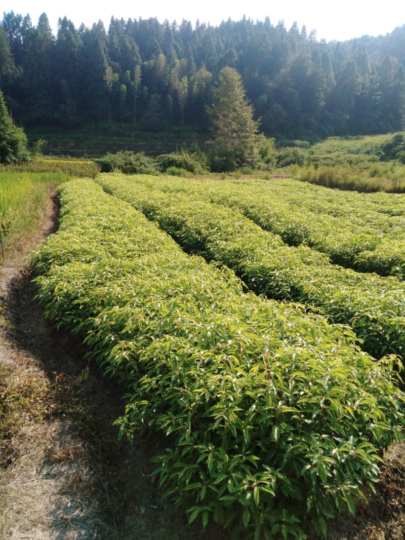 香樟地苗，袋苗！质优价廉！诚信可靠！欢迎来电！