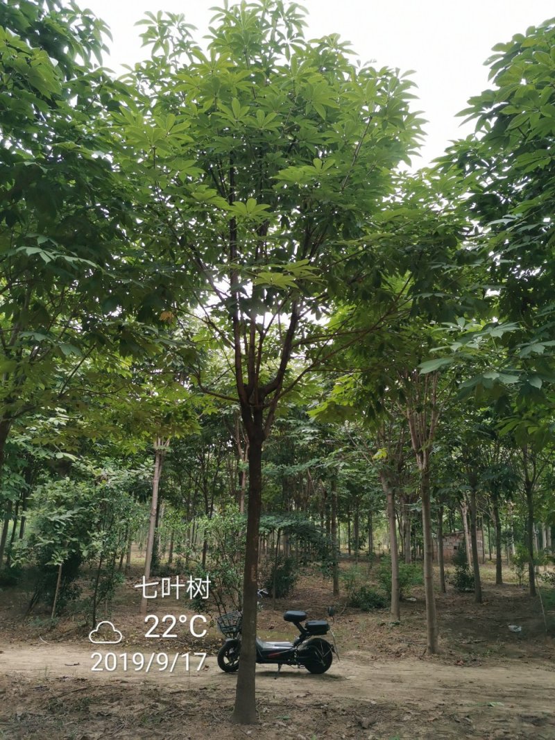 七叶树进口红花七叶树苗圃大量供应大小规格均有量大