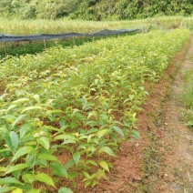 正宗福建山樱花，质优价廉！诚信可靠！红杆红脉！