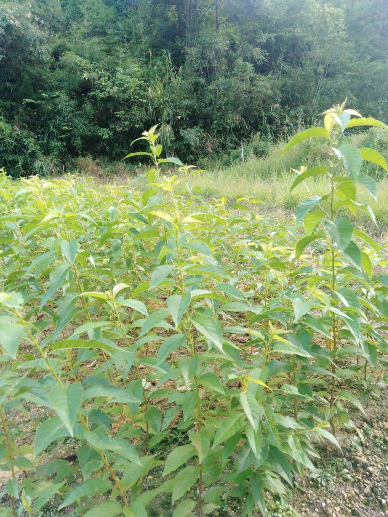 正宗福建山樱花，质优价廉！诚信可靠！红杆红脉！