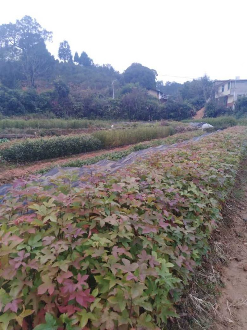 枫香袋苗，诚信可靠！各种规格，无纺布袋！黑袋都