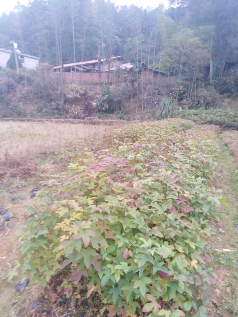 枫香袋苗，诚信可靠！各种规格，无纺布袋！黑袋都