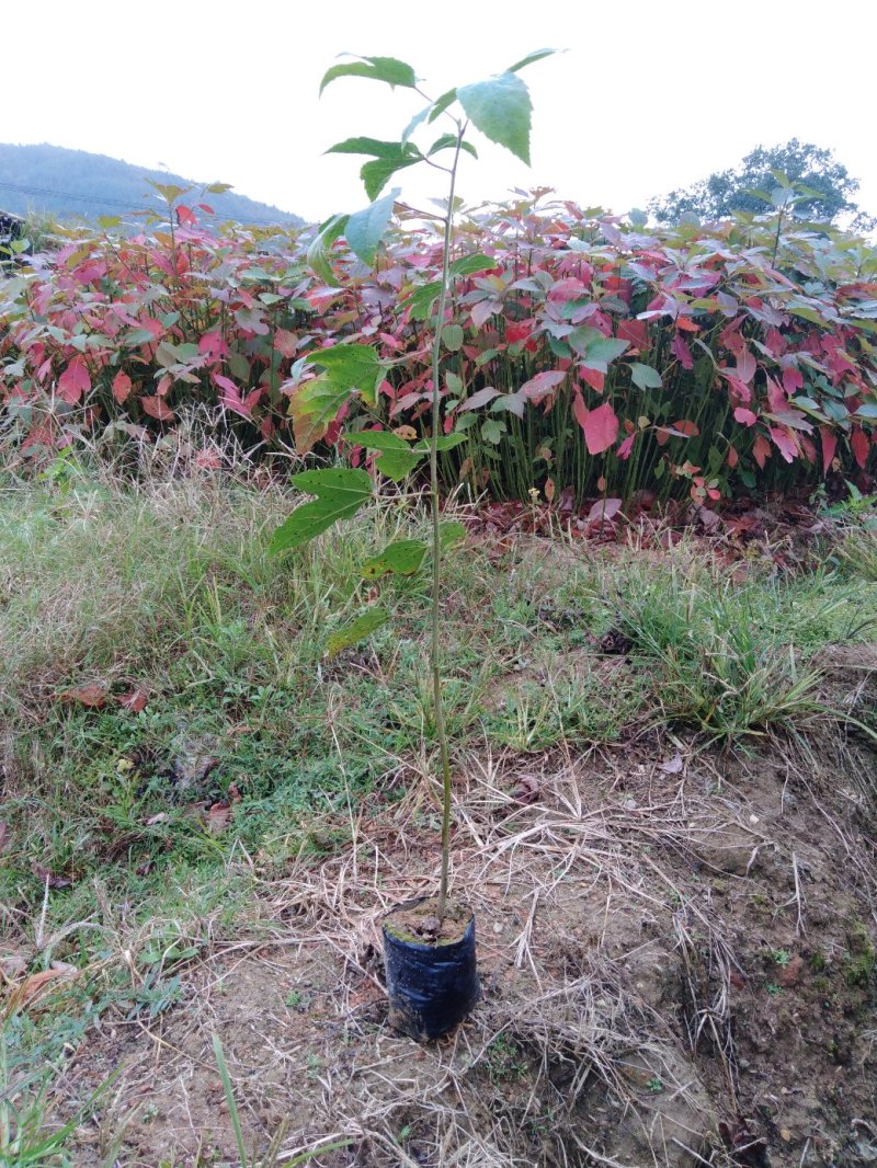 枫香袋苗，诚信可靠！各种规格，无纺布袋！黑袋都