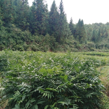 无患子靓苗，质优价廉，诚信可靠！欢迎来电！