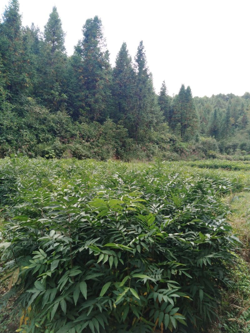 无患子靓苗，质优价廉，诚信可靠！欢迎来电！