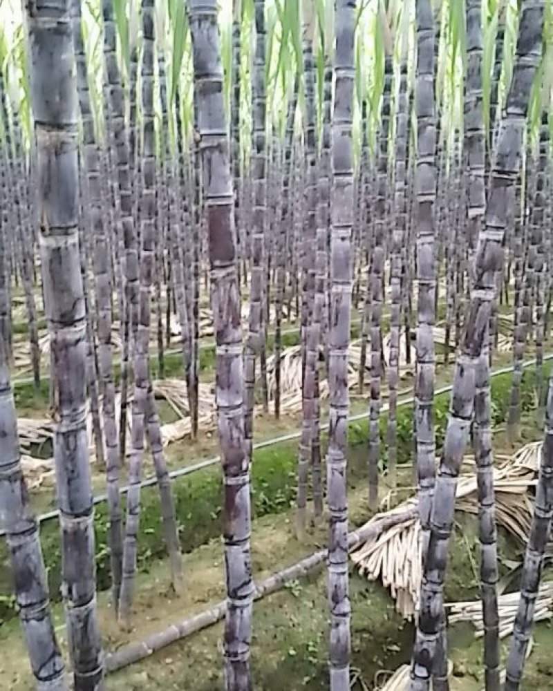 黑皮甘蔗质量保证有便宜回程车质优价廉一条龙服务