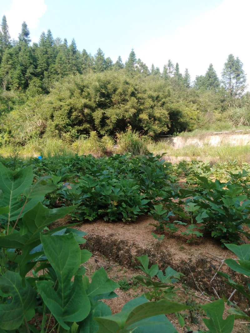 鹅掌楸，也叫马褂木，地苗，袋苗都有，基地直供！诚信可靠！