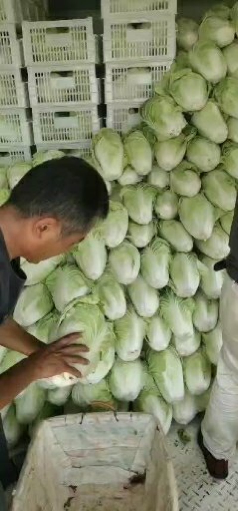 山东济南平阴肥城夏阳白菜大量上市2-3斤净菜，装箱装袋