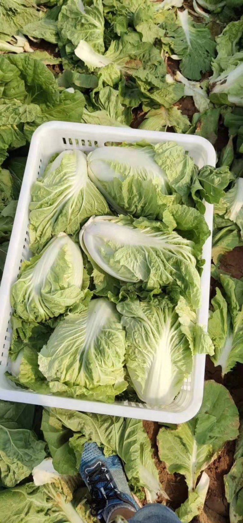 山东济南平阴肥城夏阳白菜大量上市2-3斤净菜，装箱装袋