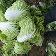 山东济南平阴肥城夏阳白菜大量上市2-3斤净菜，装箱装袋