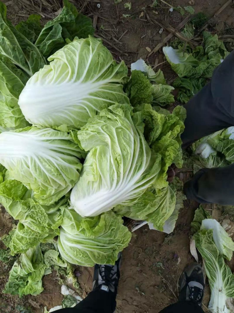 山东济南平阴肥城夏阳白菜大量上市2-3斤净菜，装箱装袋