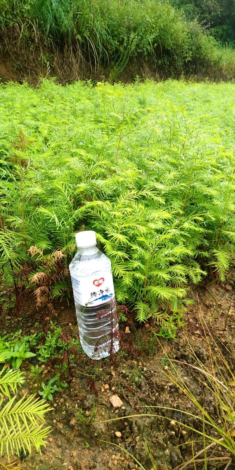水杉小苗，一至两年生，质优价廉，诚信可靠！基地直供！