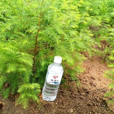 水杉小苗，一至两年生，质优价廉，诚信可靠！基地直供！