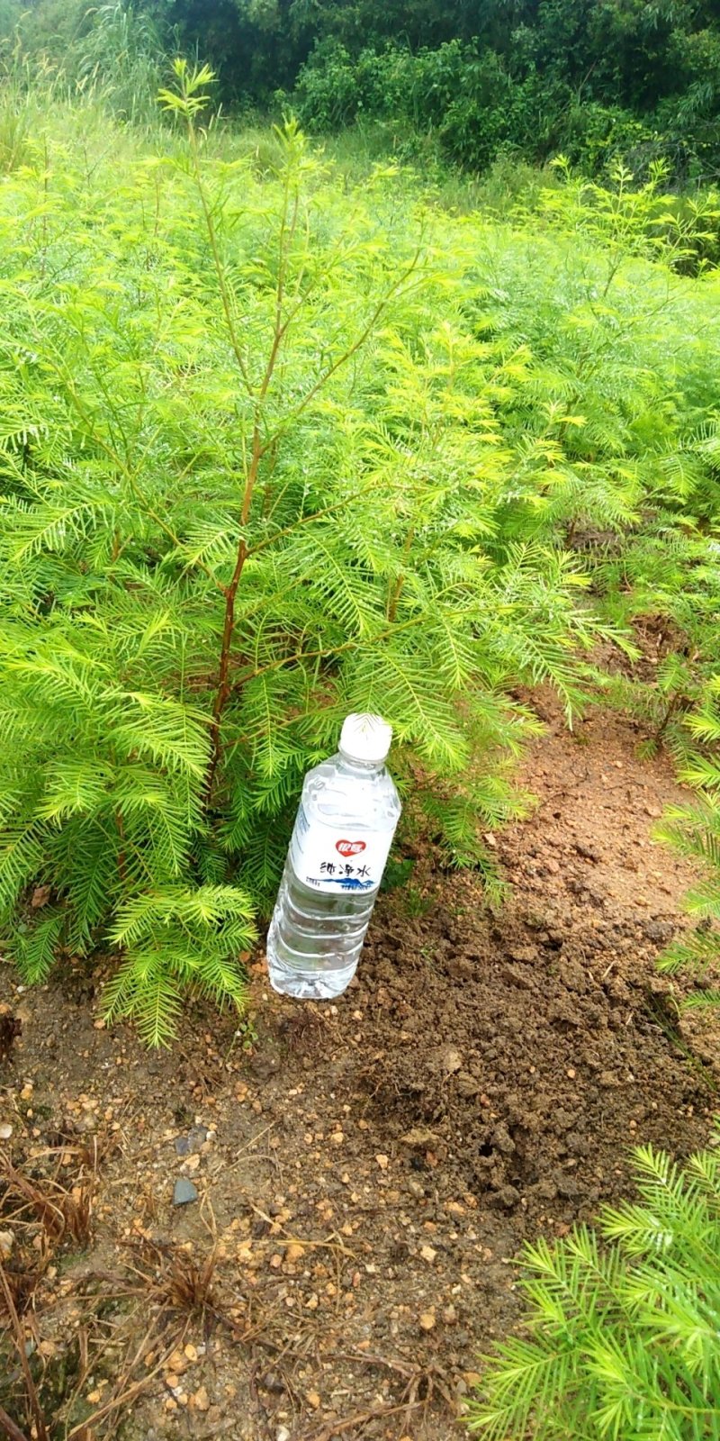 水杉小苗，一至两年生，质优价廉，诚信可靠！基地直供！