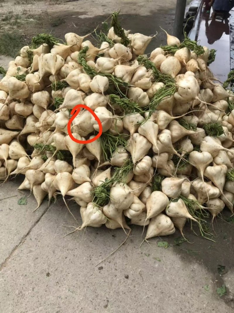 凉薯