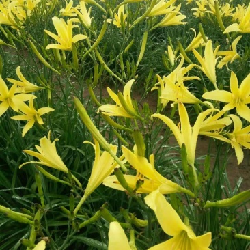 蔬菜苗