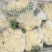 山东菜花，有机花菜，散花大量供应，山东肥城基地菜花