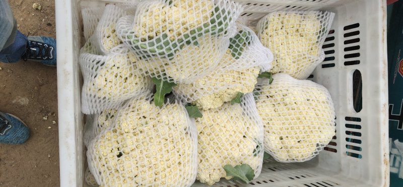 山东菜花，有机花菜，散花大量供应，山东肥城基地菜花