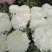 观赏菊