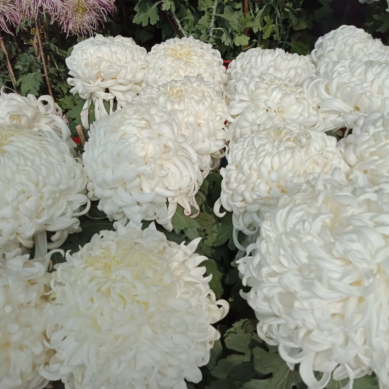 观赏菊
