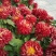 观赏菊