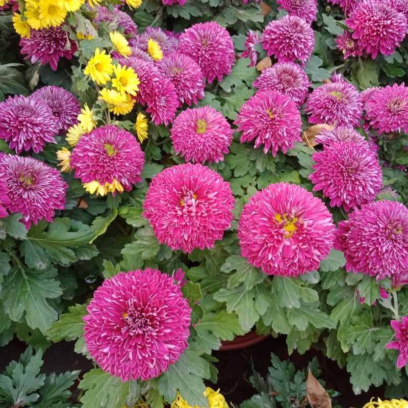 观赏菊