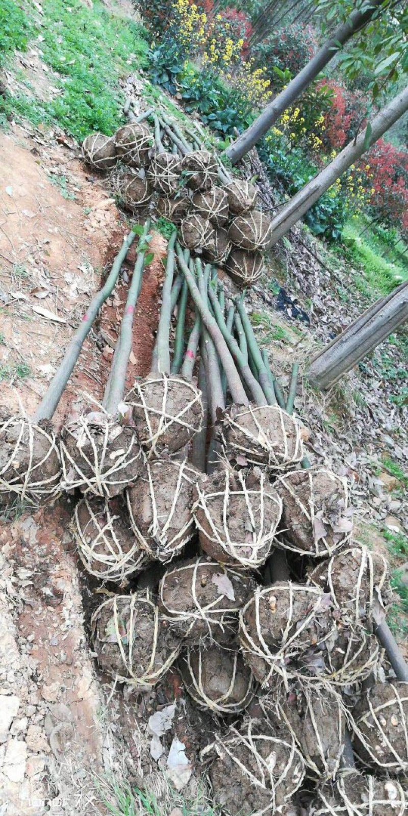 批发零售湖南香樟小叶香樟各类规格香樟天诚苗圃