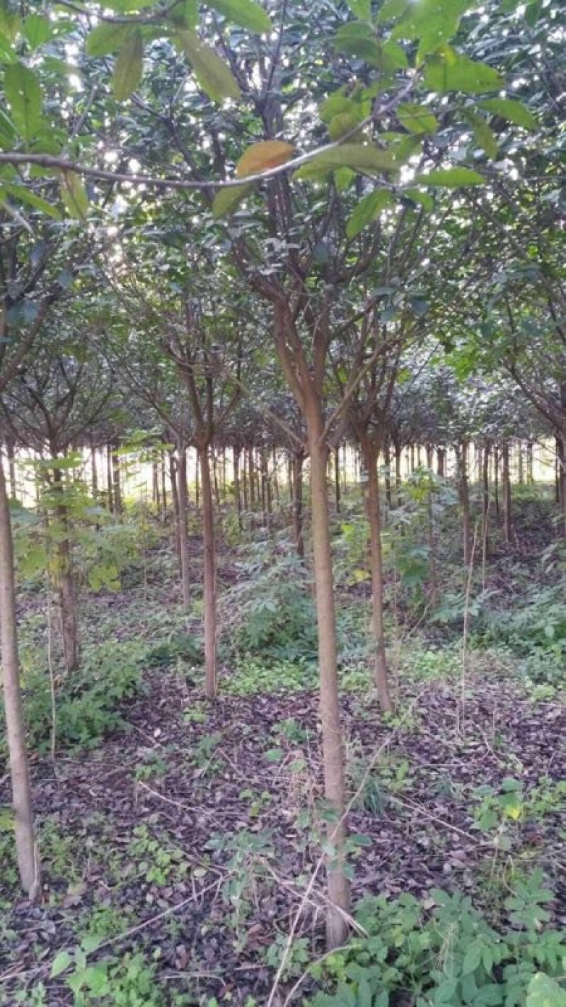 批发零售红叶石楠红叶石楠球天诚苗圃
