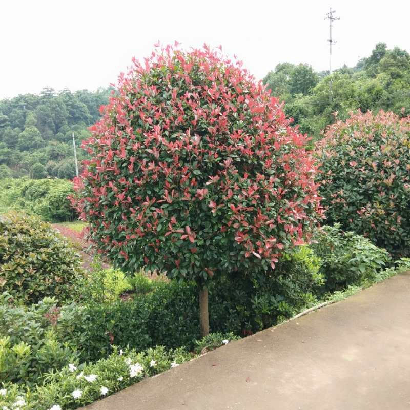 批发零售红叶石楠红叶石楠球天诚苗圃