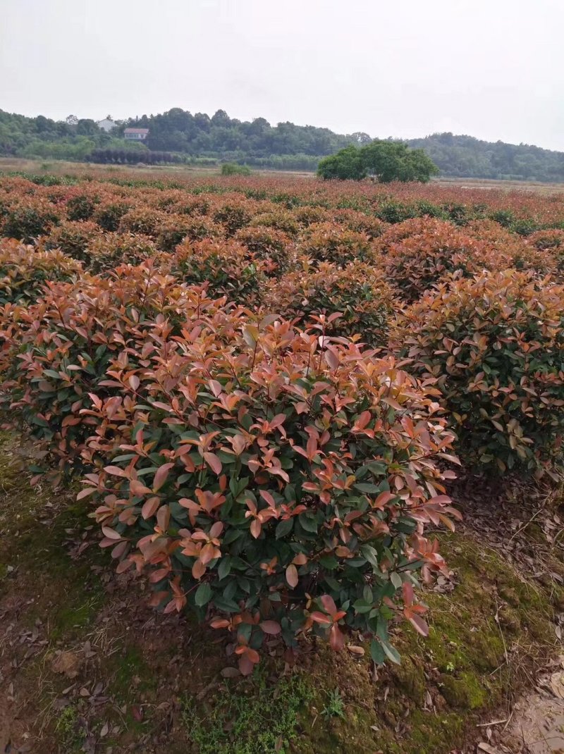 批发零售红叶石楠红叶石楠球天诚苗圃