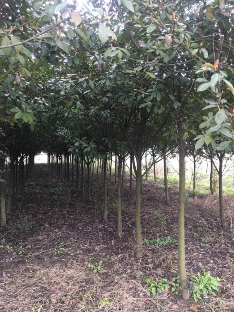 批发零售红叶石楠红叶石楠球天诚苗圃