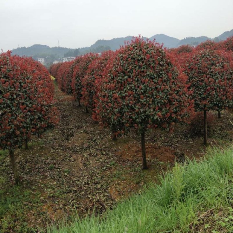 批发零售红叶石楠红叶石楠球天诚苗圃