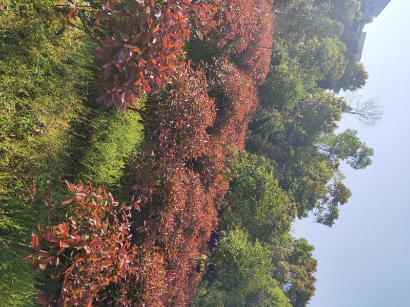批发零售红叶石楠红叶石楠球天诚苗圃