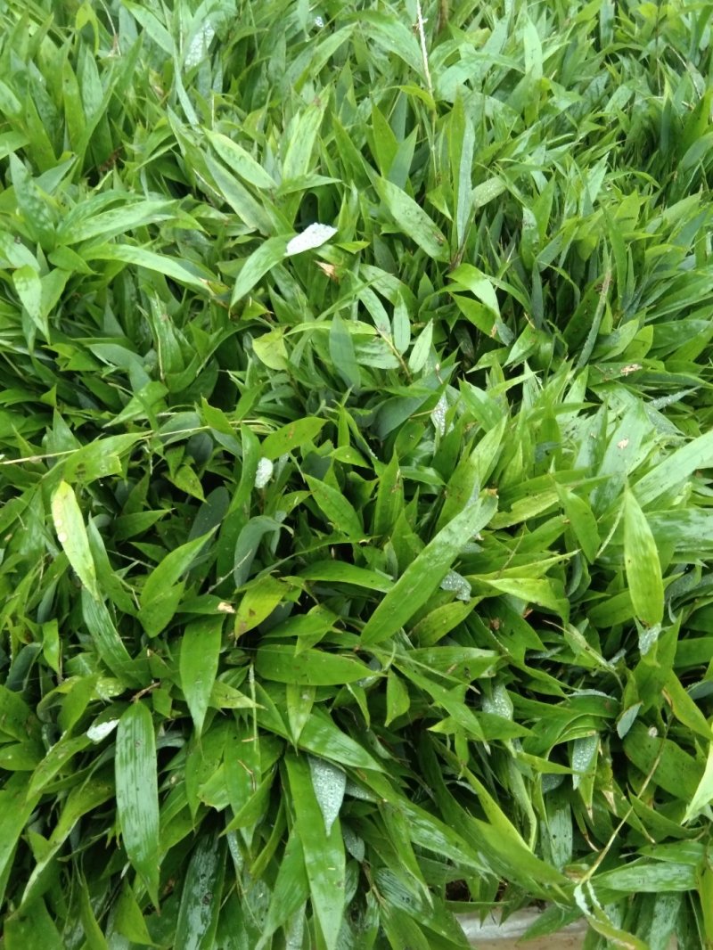 大量供应方竹苗，10－30公分