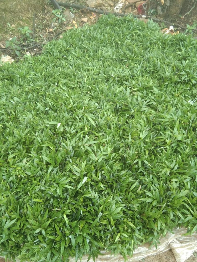 大量供应方竹苗，10－30公分