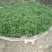 大量供应方竹苗，10－30公分