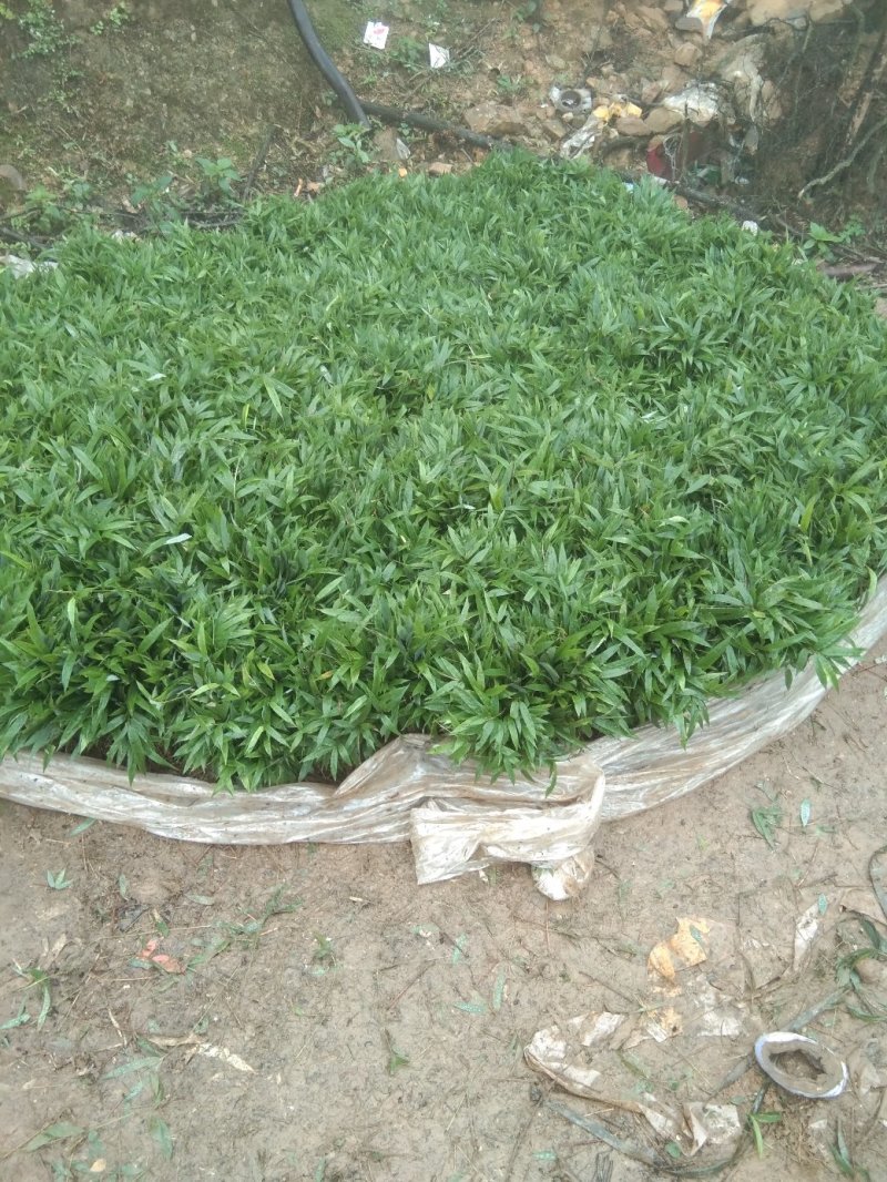 大量供应方竹苗，10－30公分