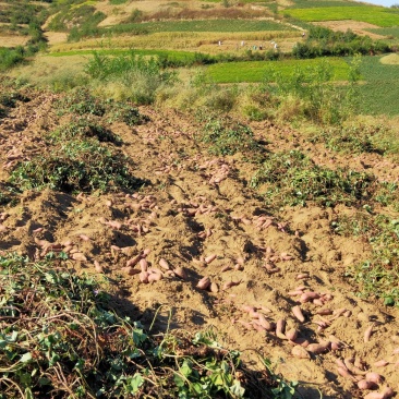 山地种植，板栗味，干面型红薯