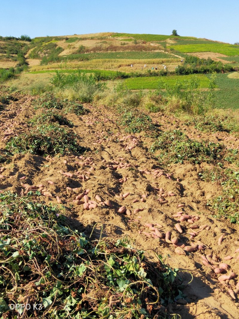 山地种植，板栗味，干面型红薯