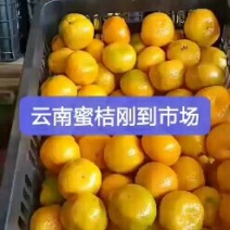 精品云南蜜桔大量有货。