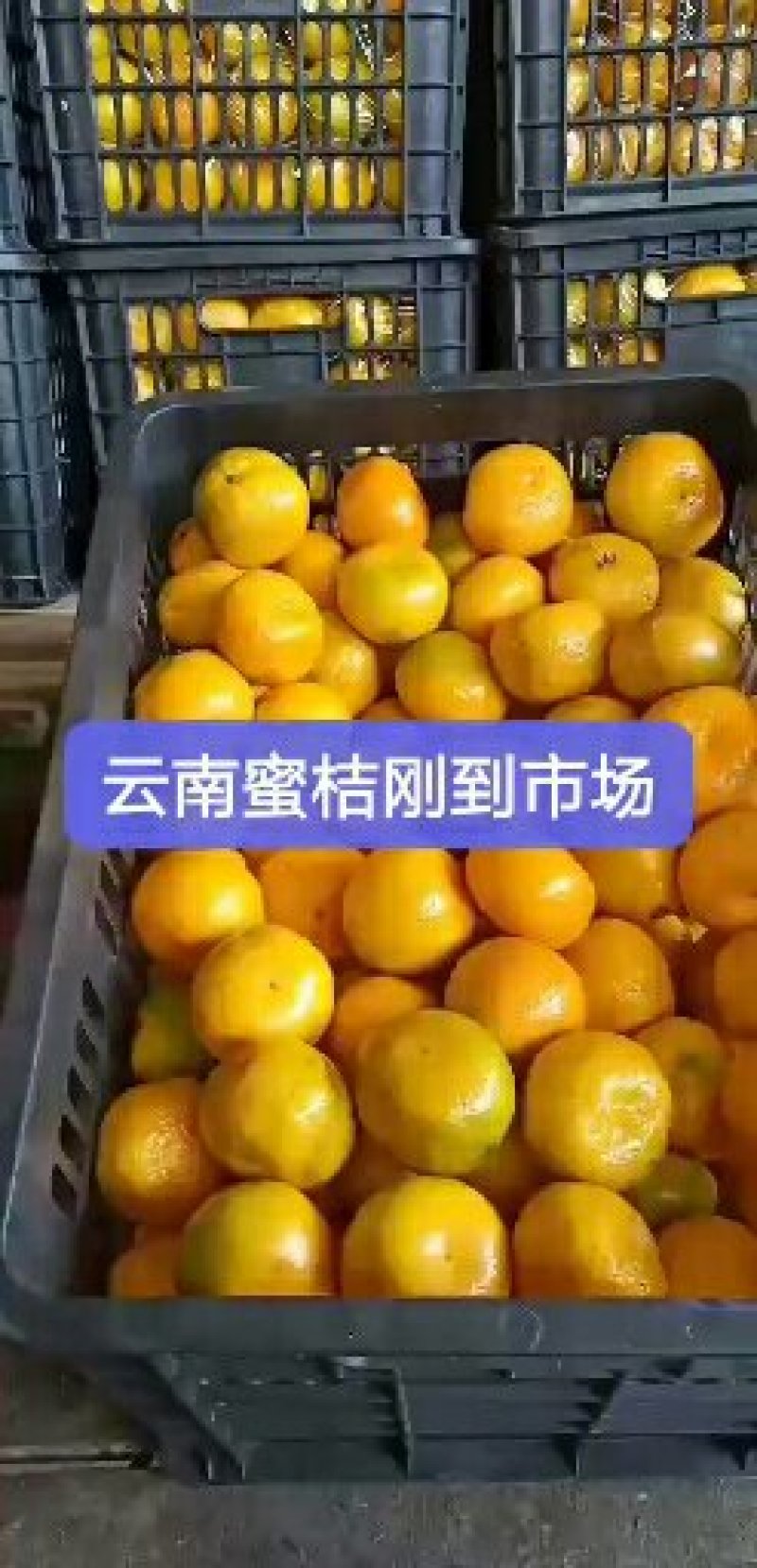 精品云南蜜桔大量有货。