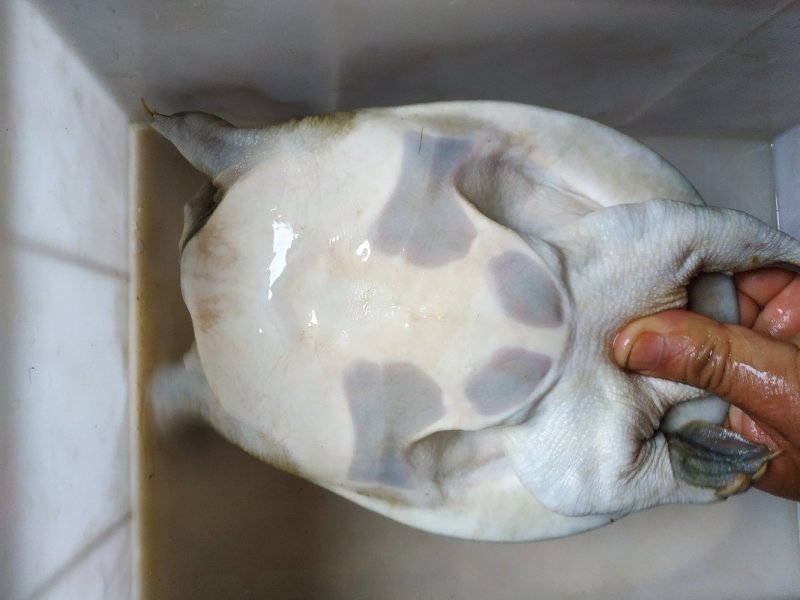 洪湖精品甲鱼