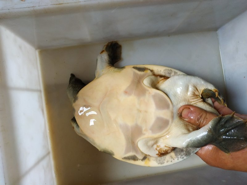 洪湖精品甲鱼