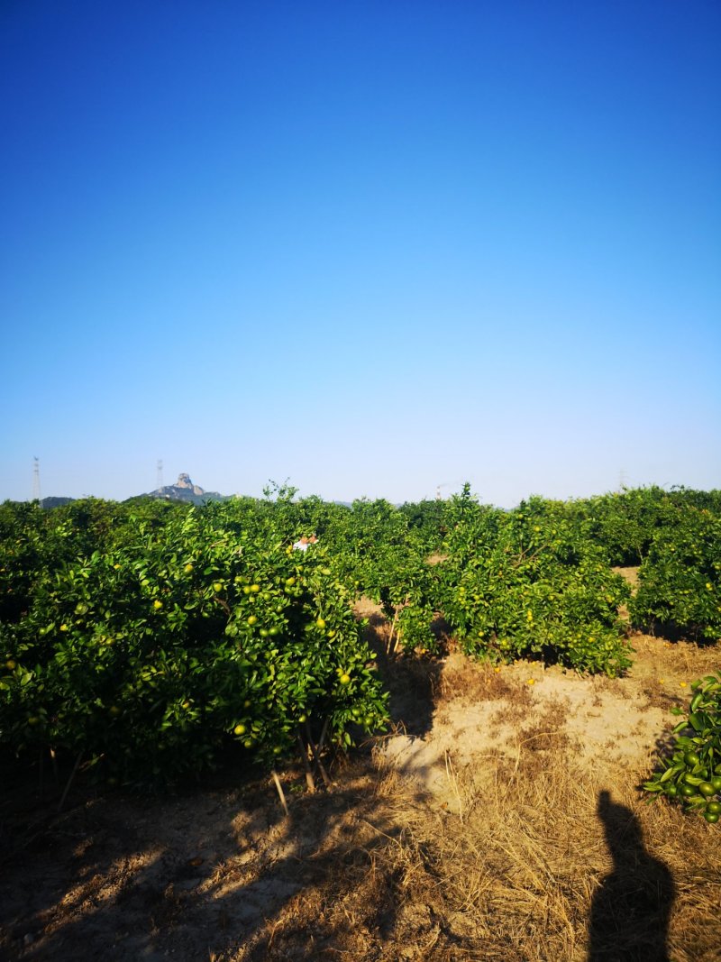 特级蜜橘大量上市特早大丰蜜橘