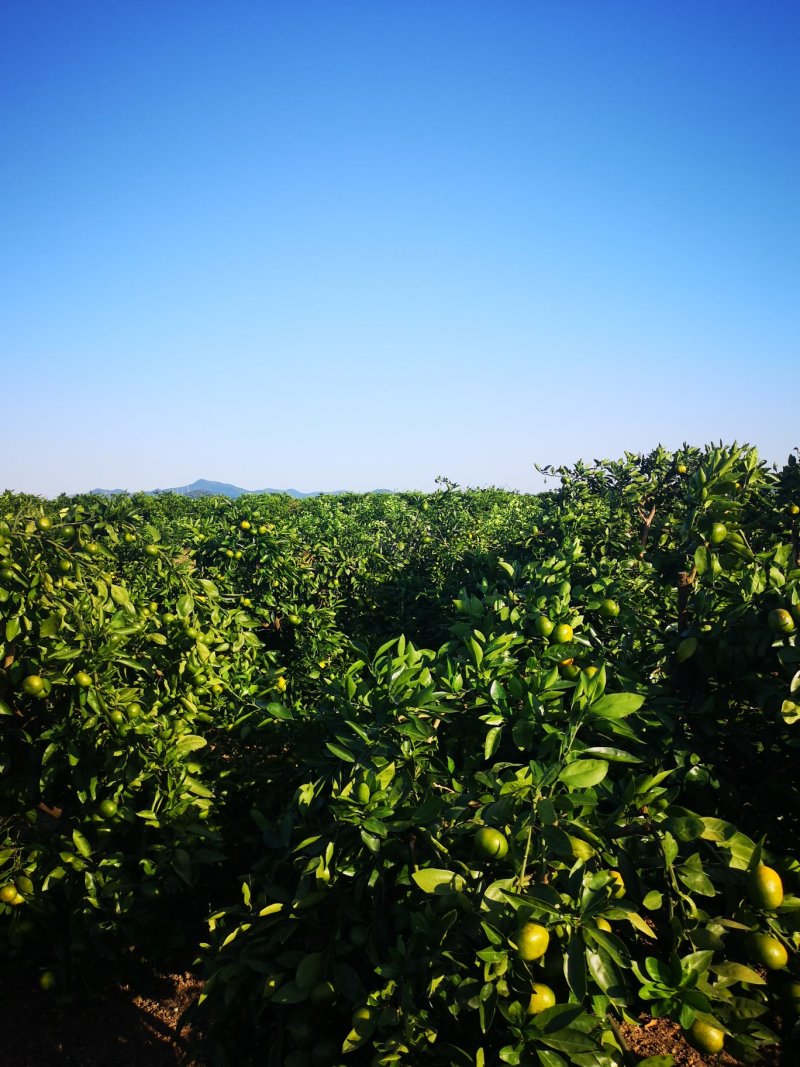 特级蜜橘大量上市特早大丰蜜橘