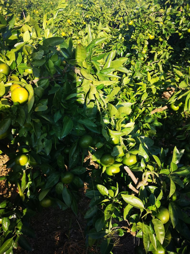 特级蜜橘大量上市特早大丰蜜橘