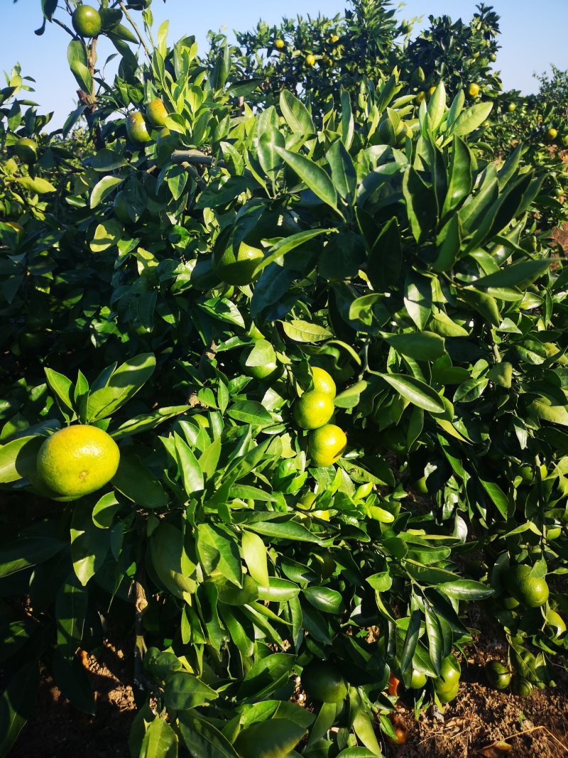 特级蜜橘大量上市特早大丰蜜橘