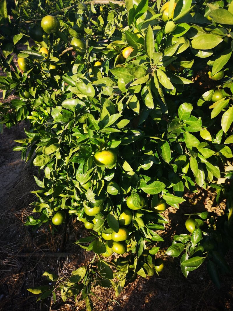 特级蜜橘大量上市特早大丰蜜橘