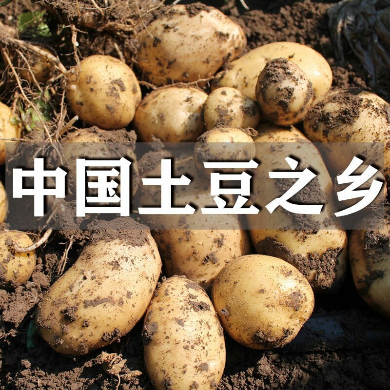 土豆十斤发货