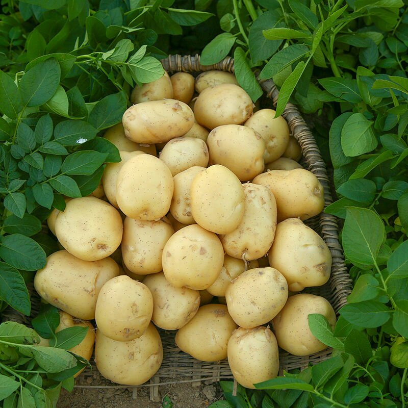 土豆十斤发货